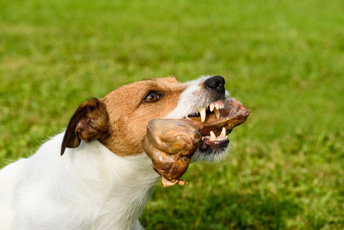 大好きな骨を守ろうと唸る犬