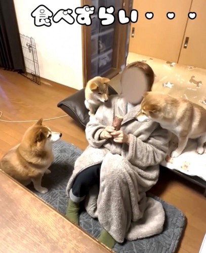 飼い主を囲む3匹の柴犬2