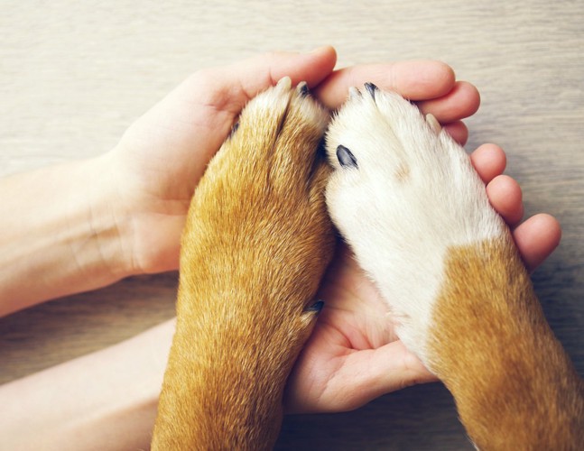 犬の手