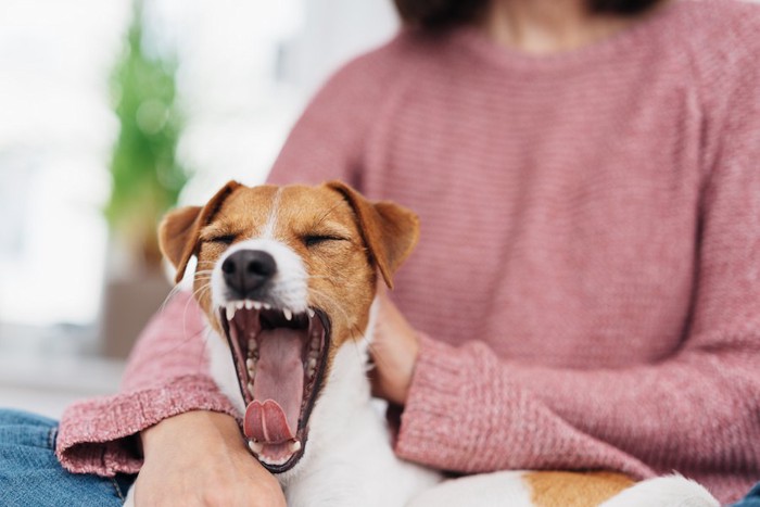 女性に撫でられながらあくびする犬