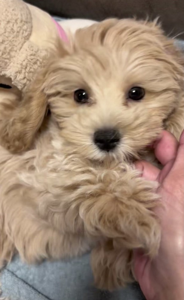 パピーの「あおい」ですっ