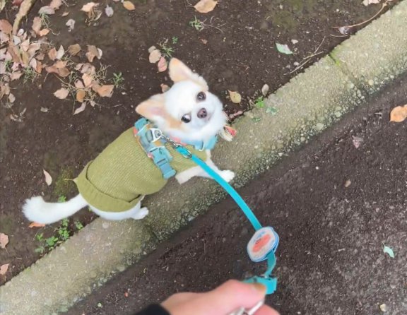 正解が分からない