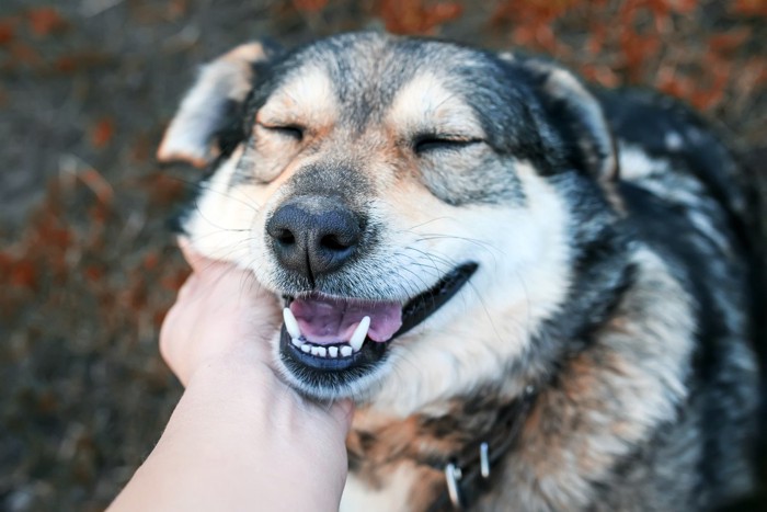 甘える犬の顔のアップ