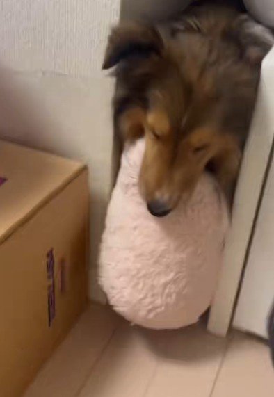 ぬいぐるみを持ってきたメイちゃん