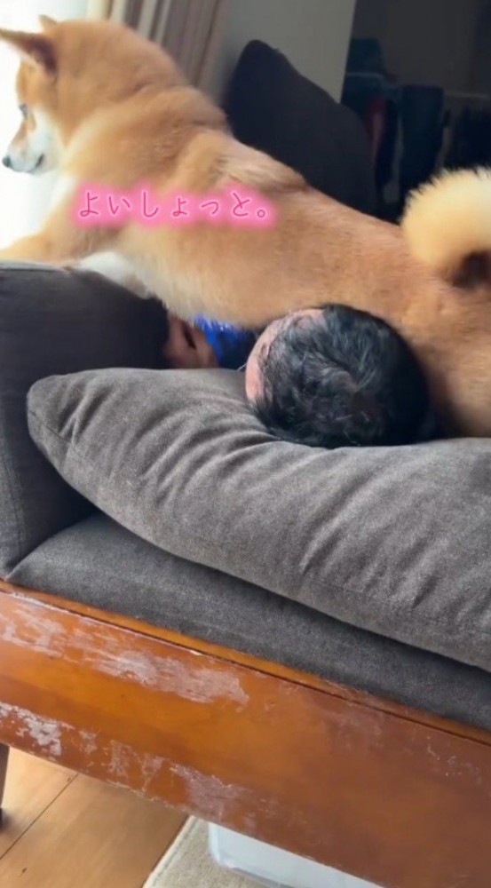ソファに寝転がっている男性の上に乗る犬