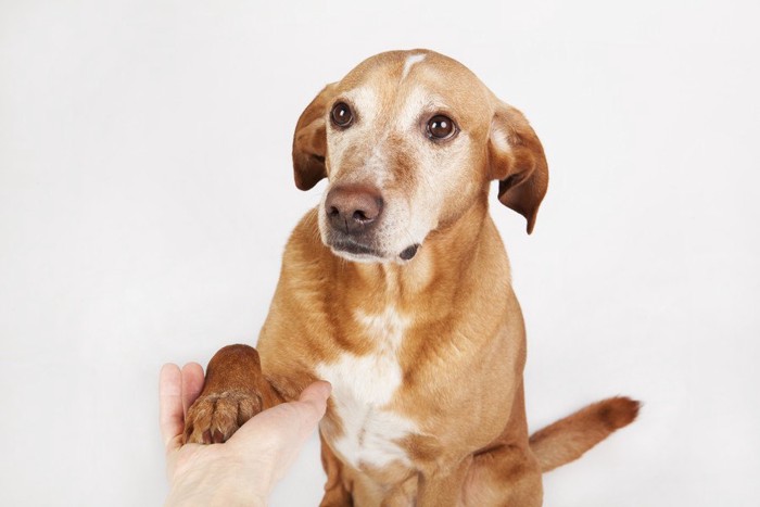 手をおいて見つめる犬