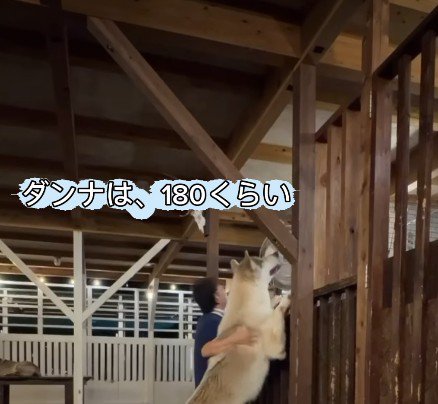 パパも高身長だけど…