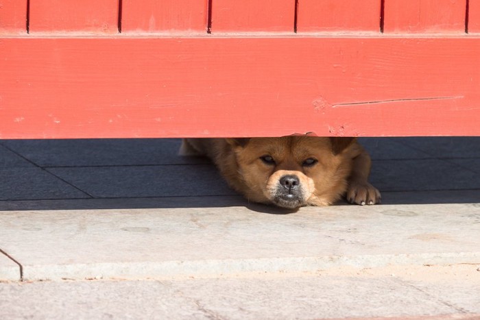 扉の隙間からこちらを見ている犬