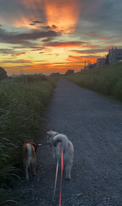 一緒に散歩する犬たち