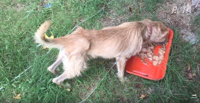 食べる犬