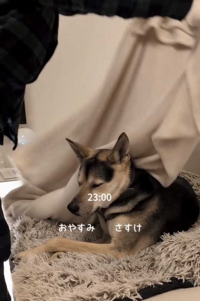 毛布をかけてもらう犬