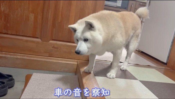 玄関に降りようとする犬