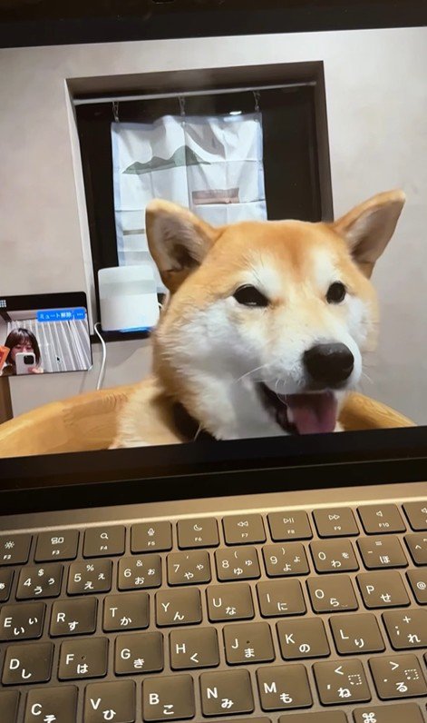 zoom会議中のみかんちゃん6