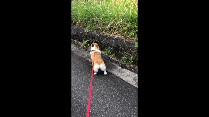 猫ちゃんのほうを向けない陽菜ちゃん