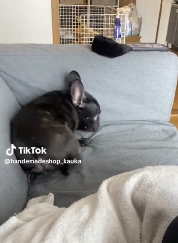 振り返りかける犬