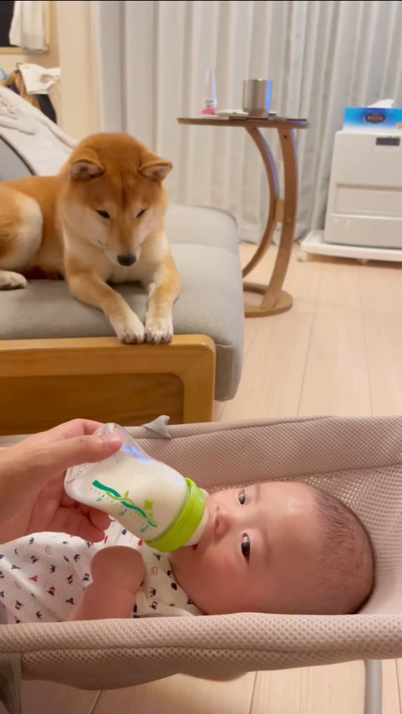 赤ちゃんを見つめる犬