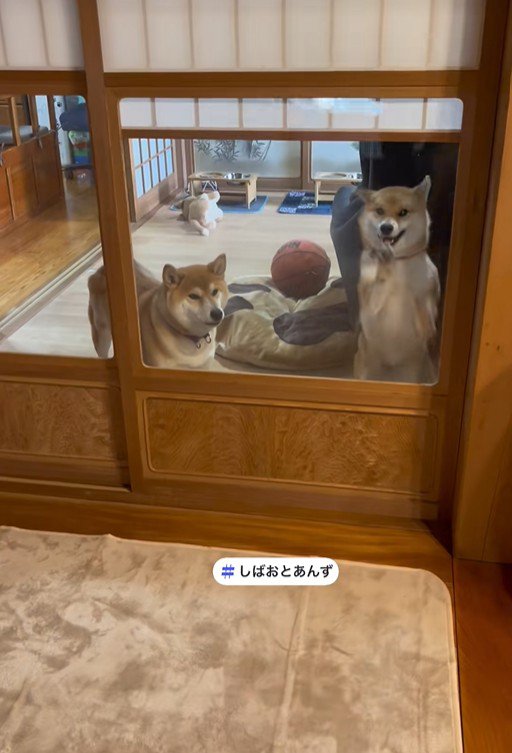 飼い主さんが帰宅したら…