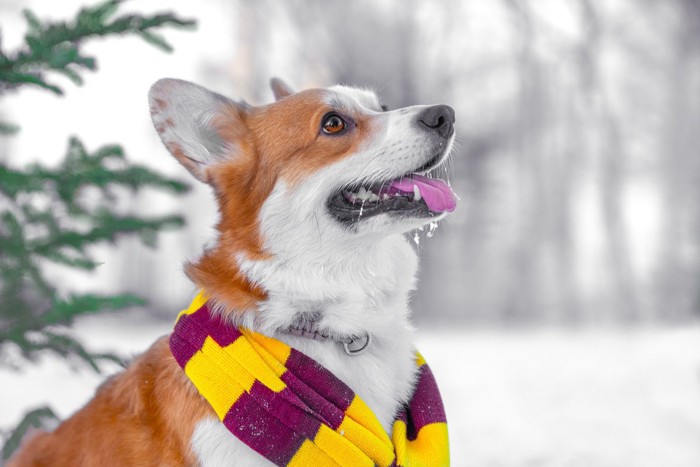 雪の中の犬