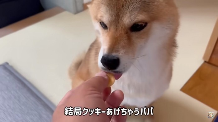 福ちゃんにクッキーをあげるパパ