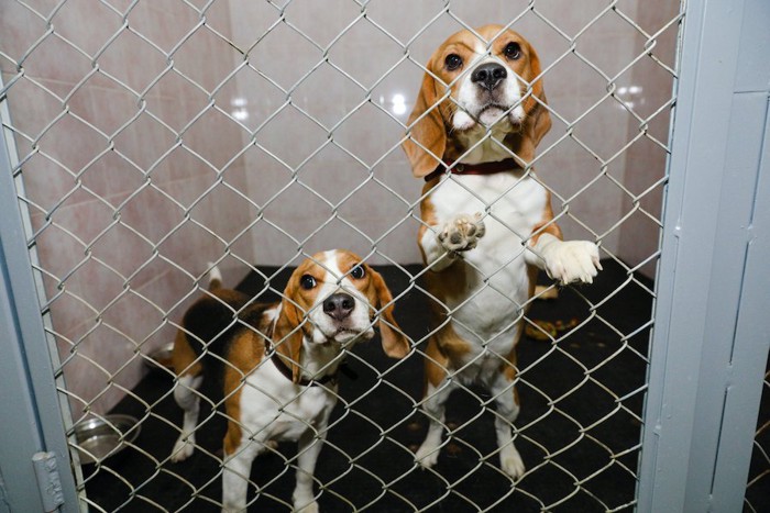 ケージの中から外をみる2匹のビーグル犬