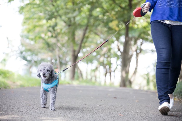 伸縮リードを持つ飼い主とトイプードル