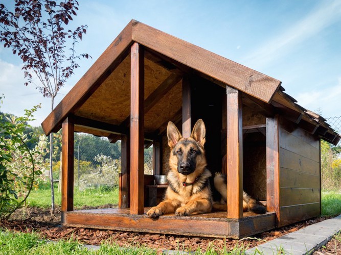 立派な犬小屋とくつろぐシェパード