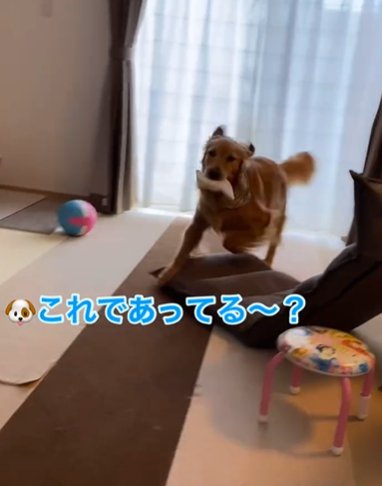 おむつをくわえて走ってくるゴールデンレトリバー