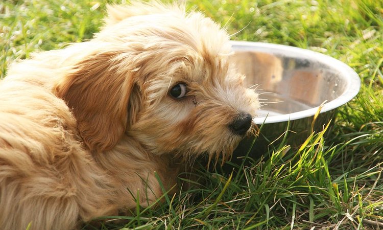 老犬の病気