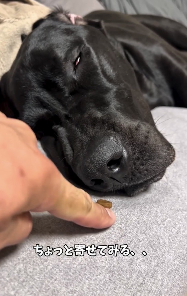 フードを近づけられる犬