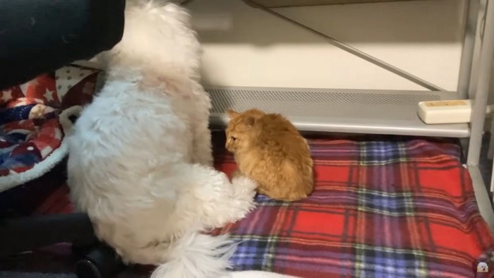 猫の左側に寝ようとする犬