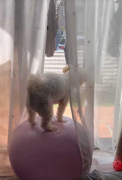 ボールの上に立ちました！