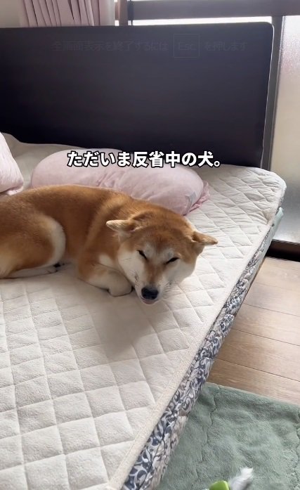 反省中のショーロンポーちゃん