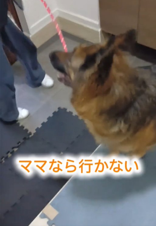 横を向く犬1