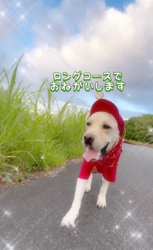 笑顔でお散歩する大型犬