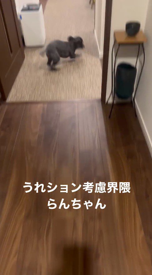 部屋の中に駆け込む犬