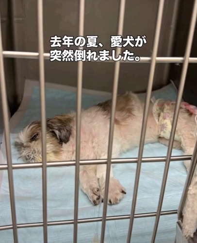 そのまま緊急手術に