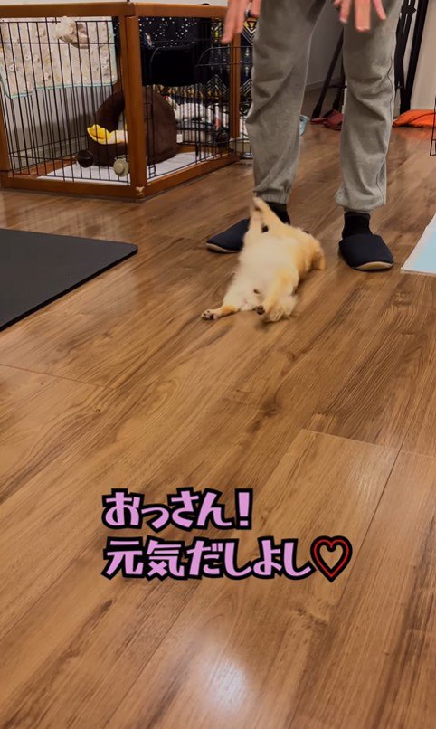 昭和のおじさんがワンコを飼ったら7