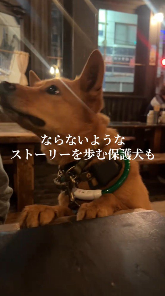 店内を見上げる犬