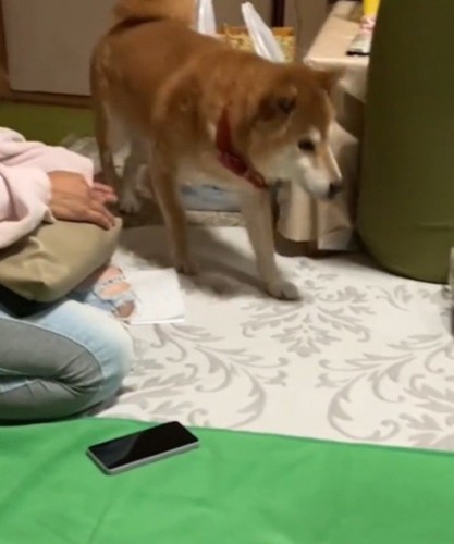 家の中を歩きまわる犬