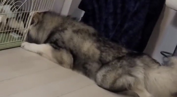 顔を入れたままの犬