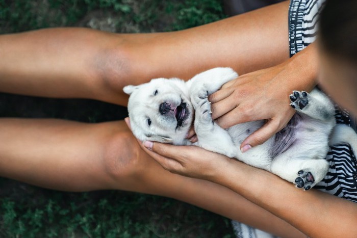 飼い主の膝の上で仰向けになっている子犬