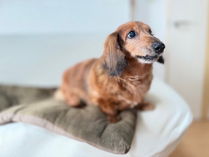 ソファに登る老犬