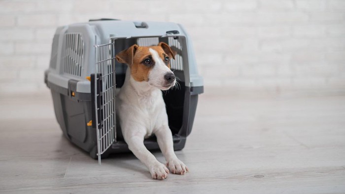 クレートトレーニングをする犬