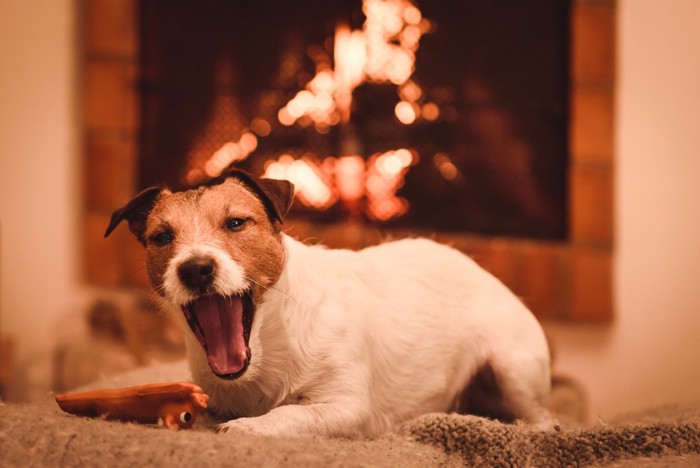 薪ストーブの前で遊ぶ犬