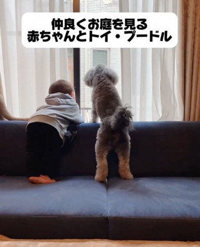 窓から眺める犬と赤ちゃん