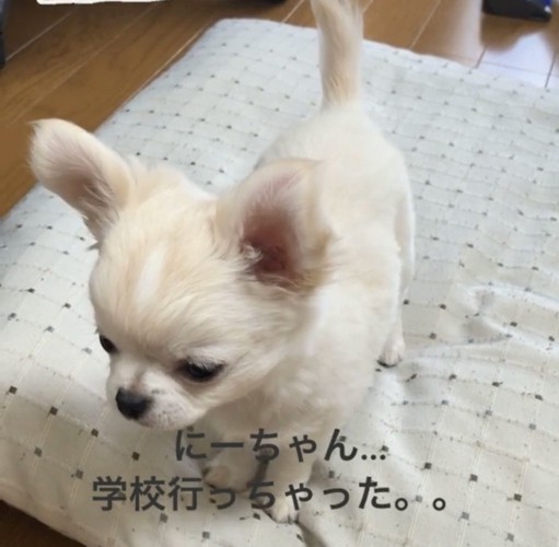 その場で待つ犬