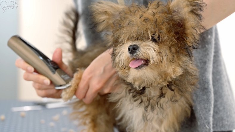 足の毛刈りをされる犬