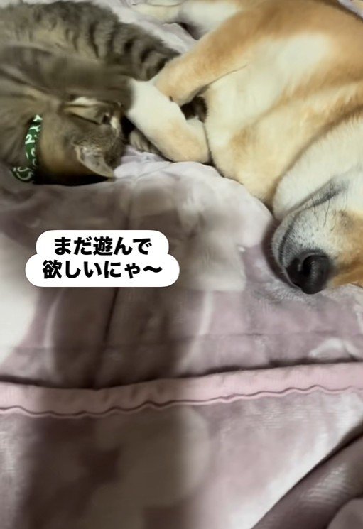 「遊んで!」とアピール