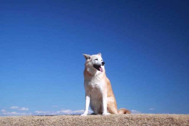 青空と犬