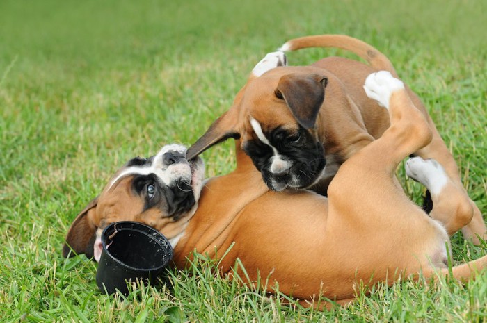 じゃれあう2匹のボクサー犬